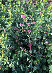 Origanum 'Santa Cruz'